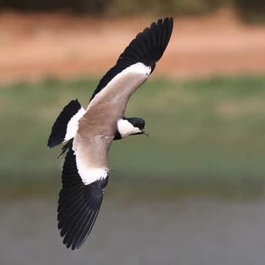 Spur-winged Lapwing (Vanellus spinosus)
