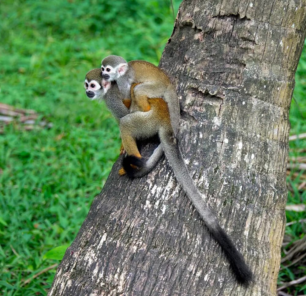 Squirrel Monkey