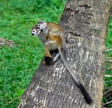 Squirrel Monkey (Saimiri sciureus)