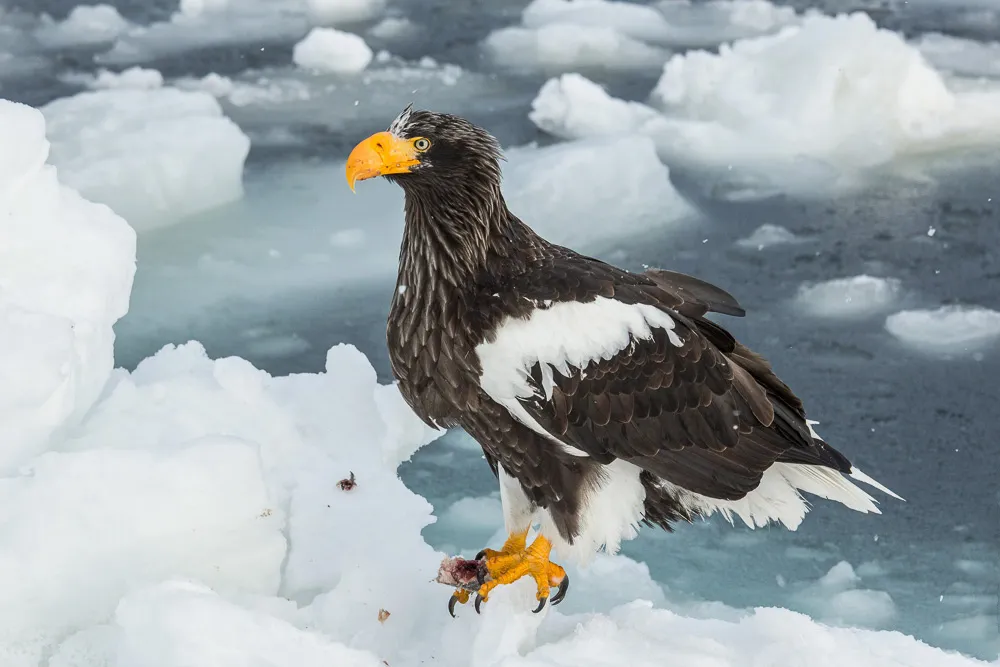 Steller's Sea Eagle (Haliaeetus pelagicus)