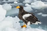 Steller's Sea Eagle (Haliaeetus pelagicus)