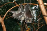 Straw-colored Fruit Bat (Eidolon helvum)