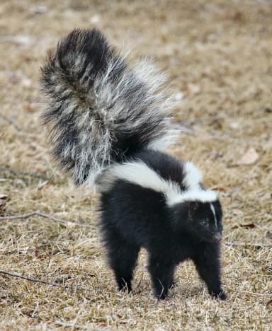 Striped Skunk (Mephitis mephitis)