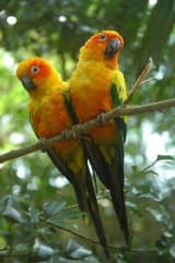 Sun Conure (Aratinga solstitialis)