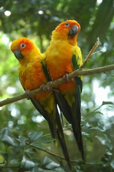 Sun Conure (Aratinga solstitialis)