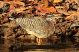 Sunbittern (Eurypyga helias)