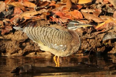 Sunbittern (Eurypyga helias)