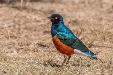 Superb Starling (Lamprotornis superbus)