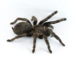 Tarantula (Theraphosidae)