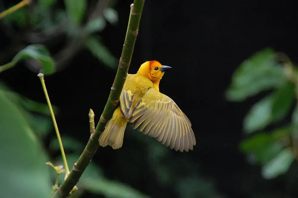 Taveta Golden Weaver