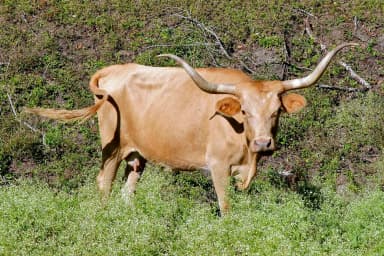 Texas Longhorn (Bos taurus)