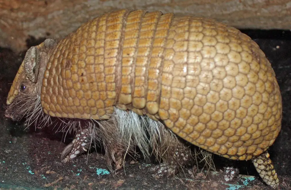 Three-banded Armadillo