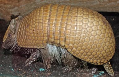 Three-banded Armadillo (Tolypeutes matacus)