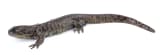 Tiger Salamander (Ambystoma tigrinum)
