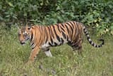 Tiger (Panthera tigris)