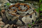 Timber Rattlesnake (Crotalus horridus)