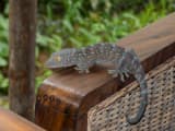 Tokay Gecko (Gekko gecko)