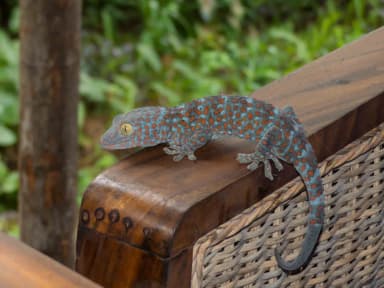 Tokay Gecko (Gekko gecko)