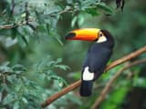 Toucan (Ramphastidae)