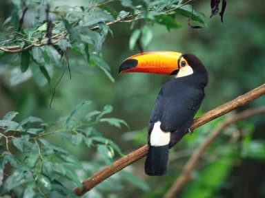Toucan (Ramphastidae)