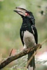 Trumpeter Hornbill (Bycanistes bucinator)