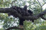 Turkey (Meleagris gallopavo)