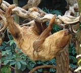 Two-toed Sloth (Choloepus didactylus)