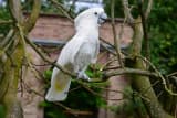 Umbrella Cockatoo (Cacatua alba)