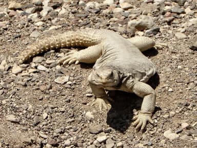Uromastyx (Uromastyx)