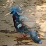 Victoria Crowned Pigeon (Goura victoria)