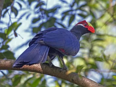 Violet Turaco (Musophaga violacea)