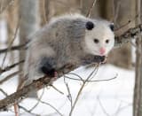 Virginia Opossum (Didelphis virginiana)