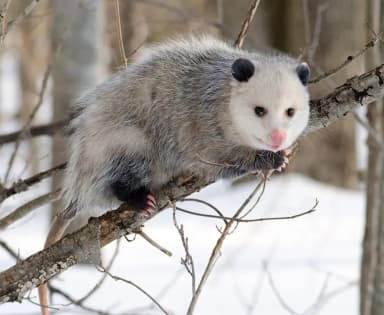 Virginia Opossum (Didelphis virginiana)
