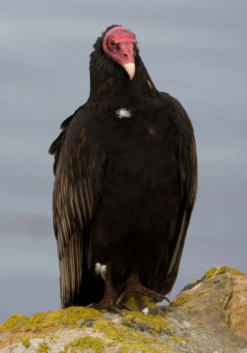 Vulture