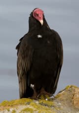 Vulture (Cathartidae)