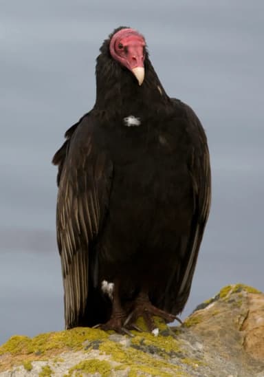 Vulture (Cathartidae)