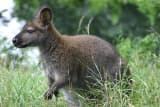 Wallaby (Macropodidae)