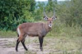 Waterbuck (Kobus ellipsiprymnus)
