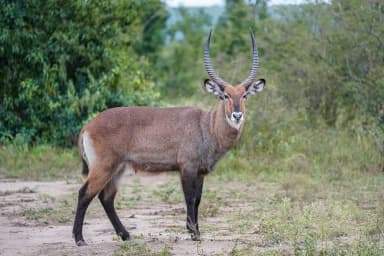 Waterbuck (Kobus ellipsiprymnus)