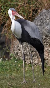 Wattled Crane (Bugeranus carunculatus)