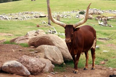 Watusi Cattle (Bos taurus)