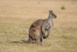 Western Grey Kangaroo (Macropus fuliginosus)