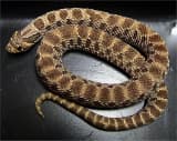Western Hognose Snake (Heterodon nasicus)