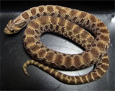 Western Hognose Snake (Heterodon nasicus)