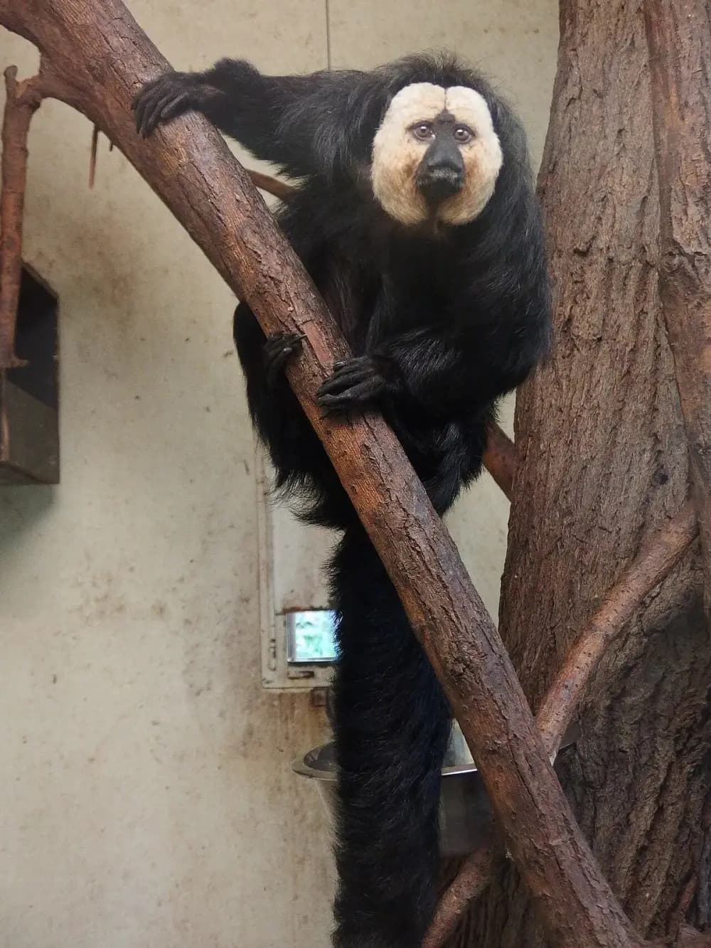 White-faced Saki