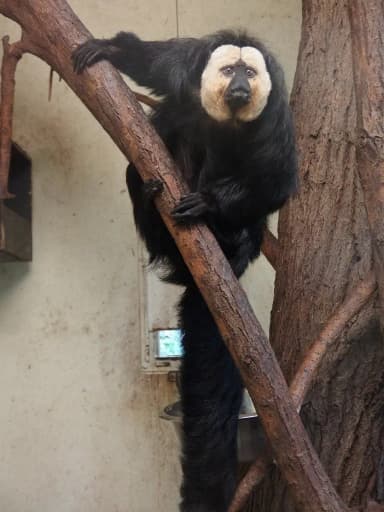 White-faced Saki (Pithecia pithecia)