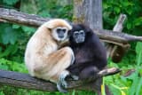 White-handed Gibbon (Hylobates lar)