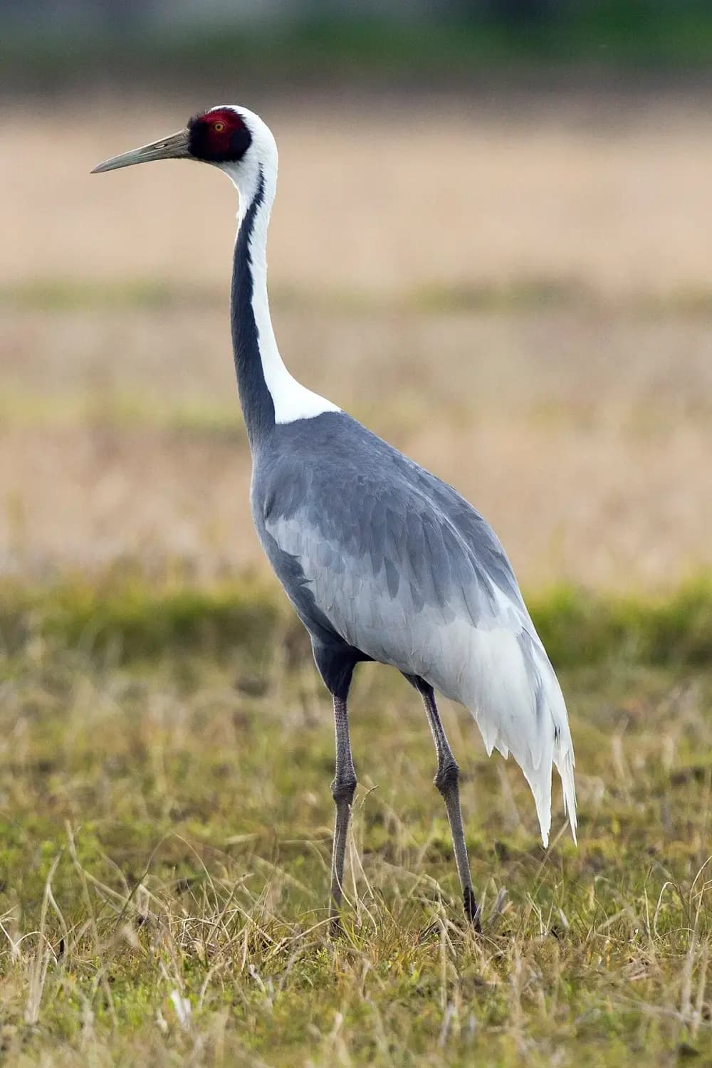 White-naped Crane (Antigone vipio)