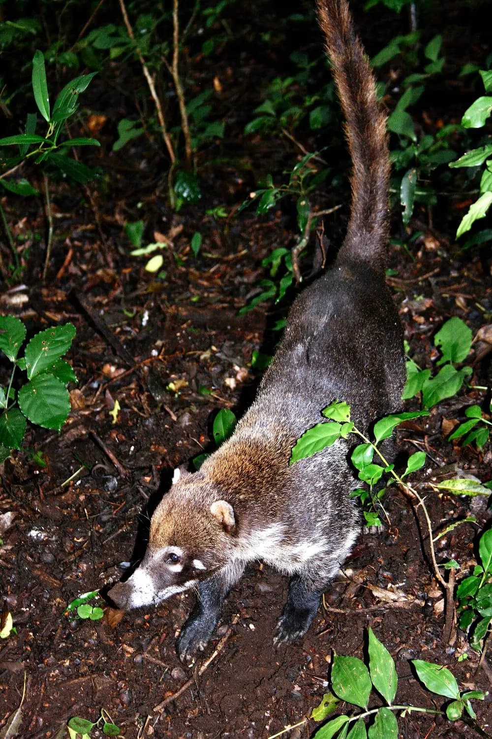 White-nosed Coati (Nasua narica)
