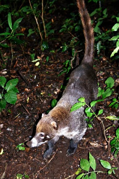 White-nosed Coati (Nasua narica)